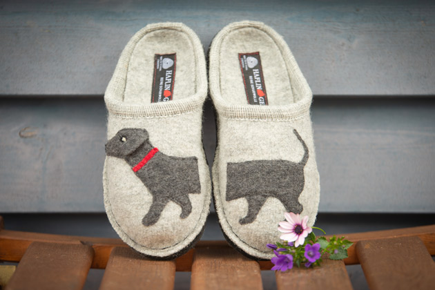 Haflinger Flair Dachshund